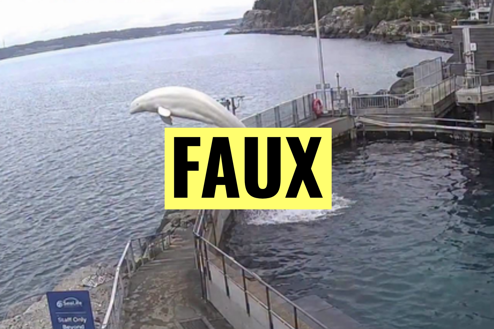 Attention à cette histoire d’une femelle béluga qui se serait échappée d’un centre de recherche pour rejoindre son petit