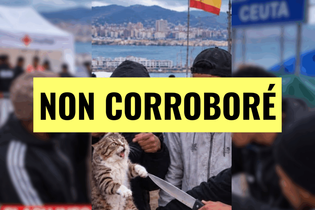 Ceuta : attention à ces allégations d’un chat démembré supposément tué par des 
